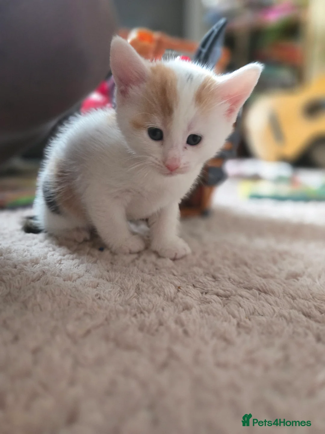 Mixed Breed cats for sale: LAST kitten left!  - Advert 2