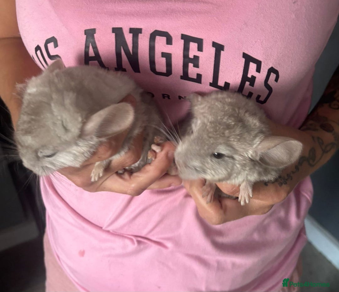 Chinchilla rodents for sale: Beige male chinchilla kits ready to reserve  - Image 6