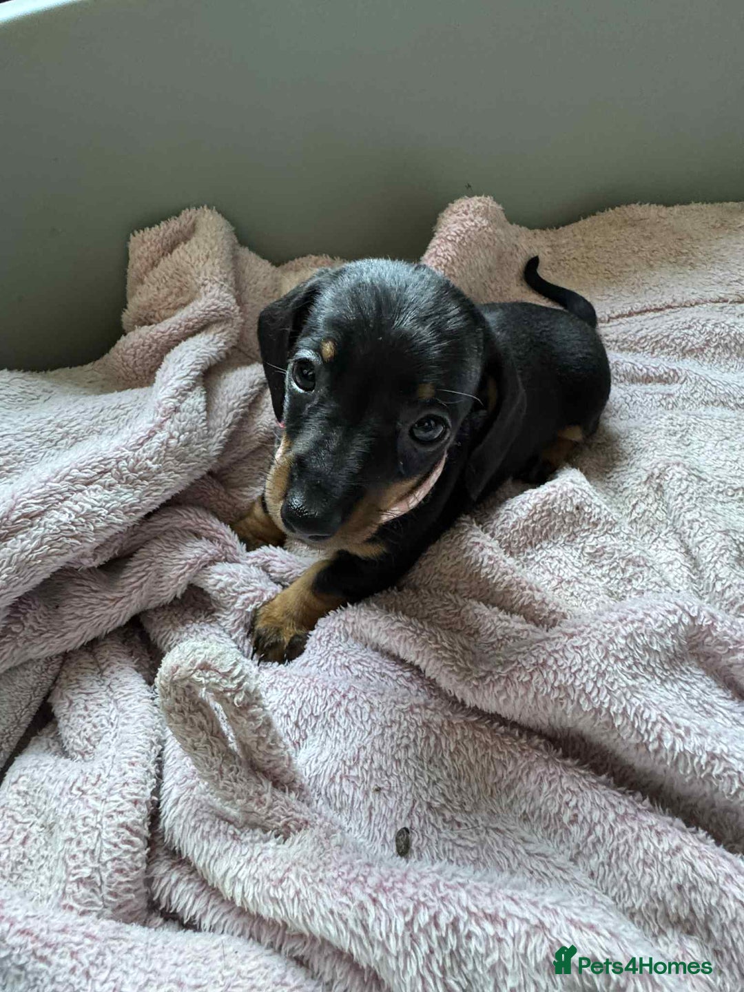 Miniature Dachshund dogs for sale: My family dogs have had a litter of 5  - Advert 25