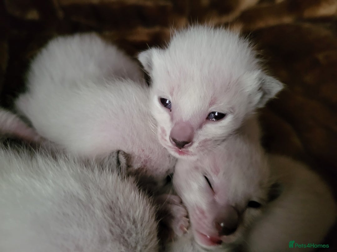 Siamese cats for sale: Old Style Siamese Kittens. Raised with love & care - Image 16