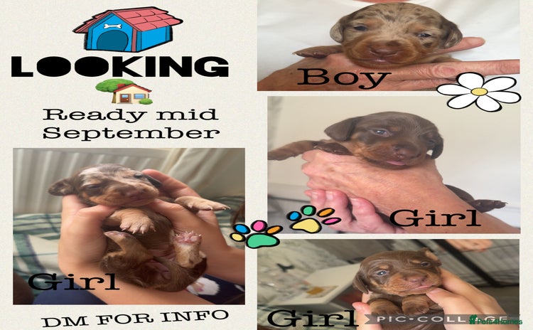 Miniature Dachshund dogs - Advert 4