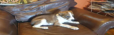Border Collie 3