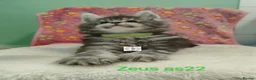 Maine Coon cats for sale: Gorgous maine coon kittens ❤️ - Advert 12