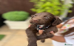 Mixed Breed dogs for sale: Beautiful cockapooXspringer puppies - Image 14