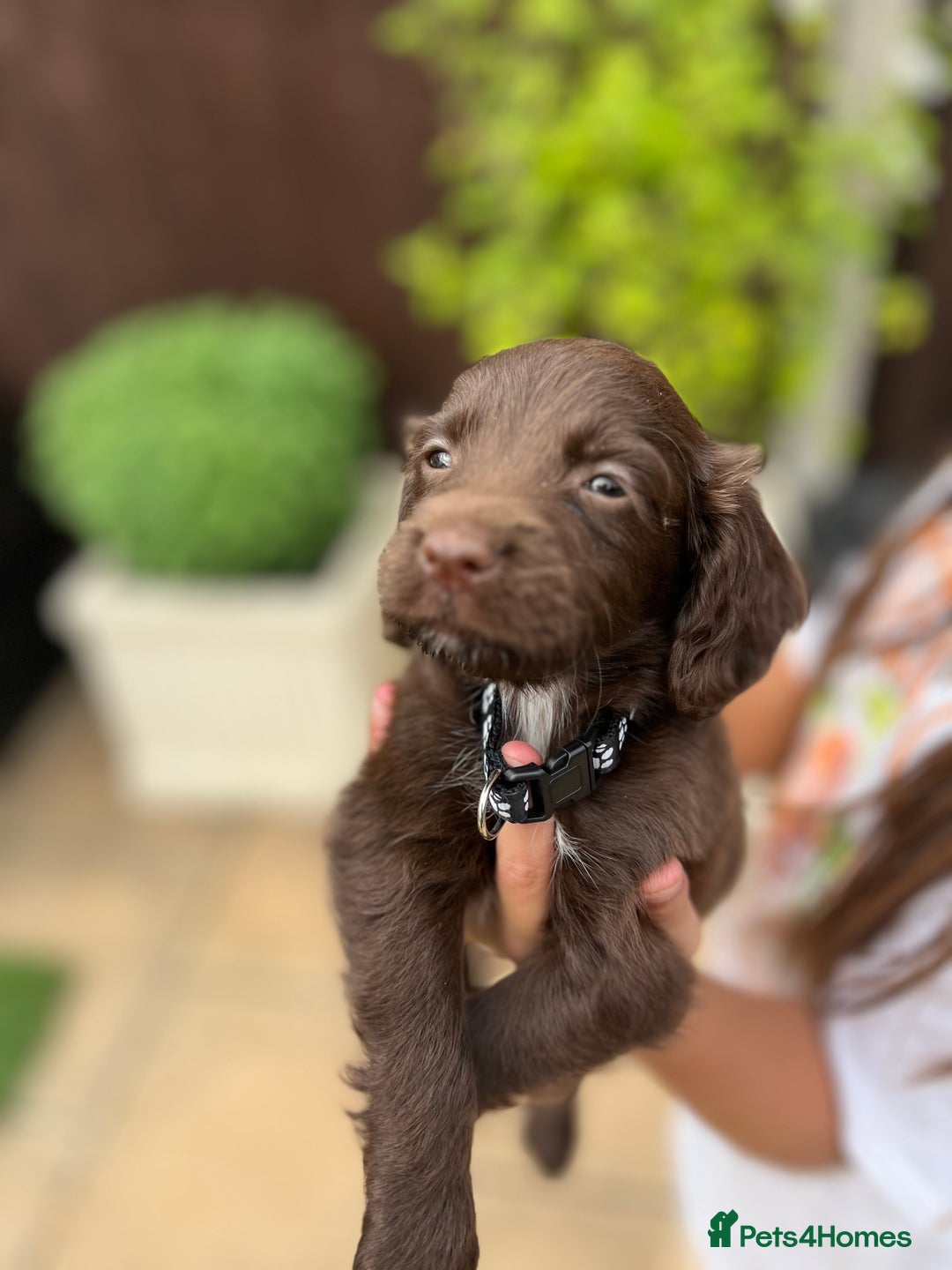 Mixed Breed dogs for sale: Beautiful cockapooXspringer puppies - Image 14