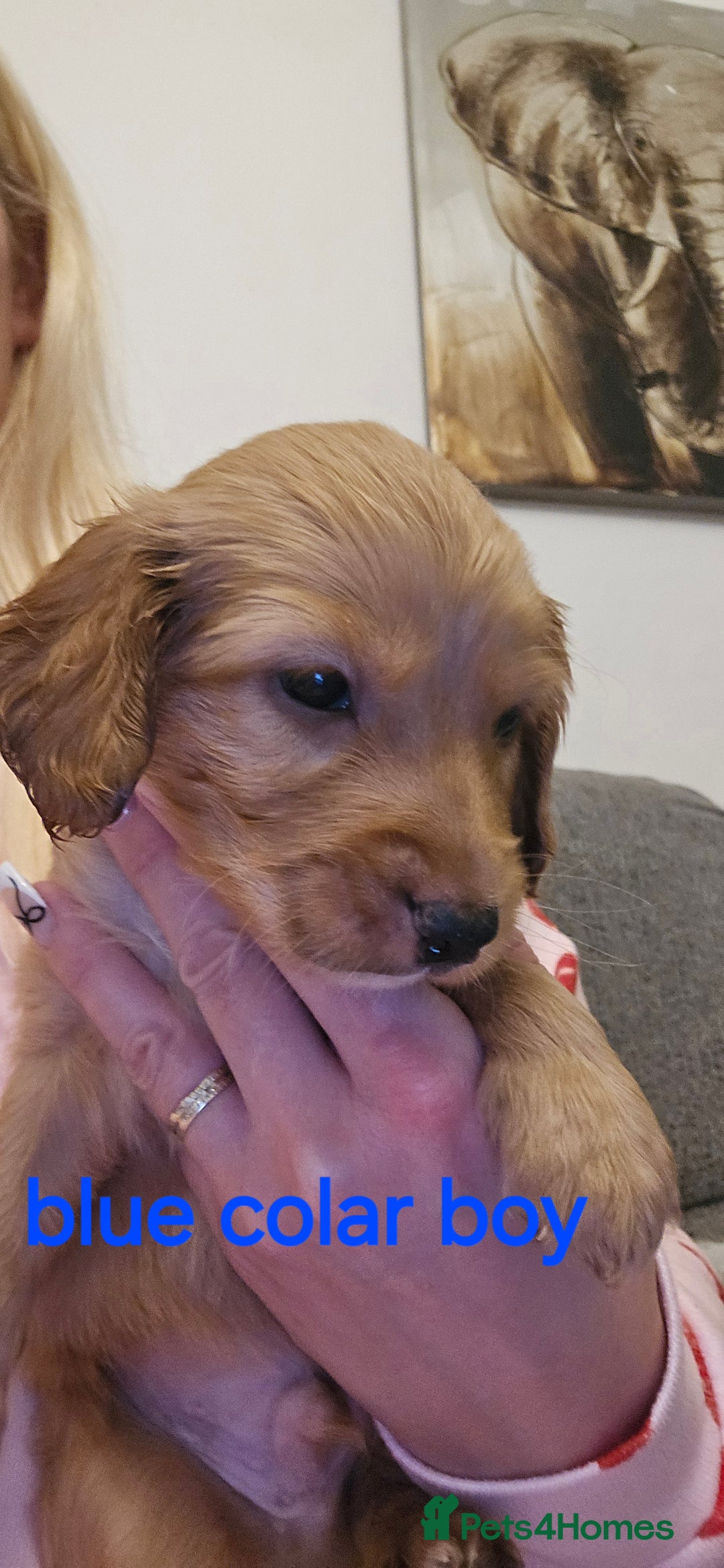 Cockapoo dogs for sale: 7 f2 cockapoos - Advert 4