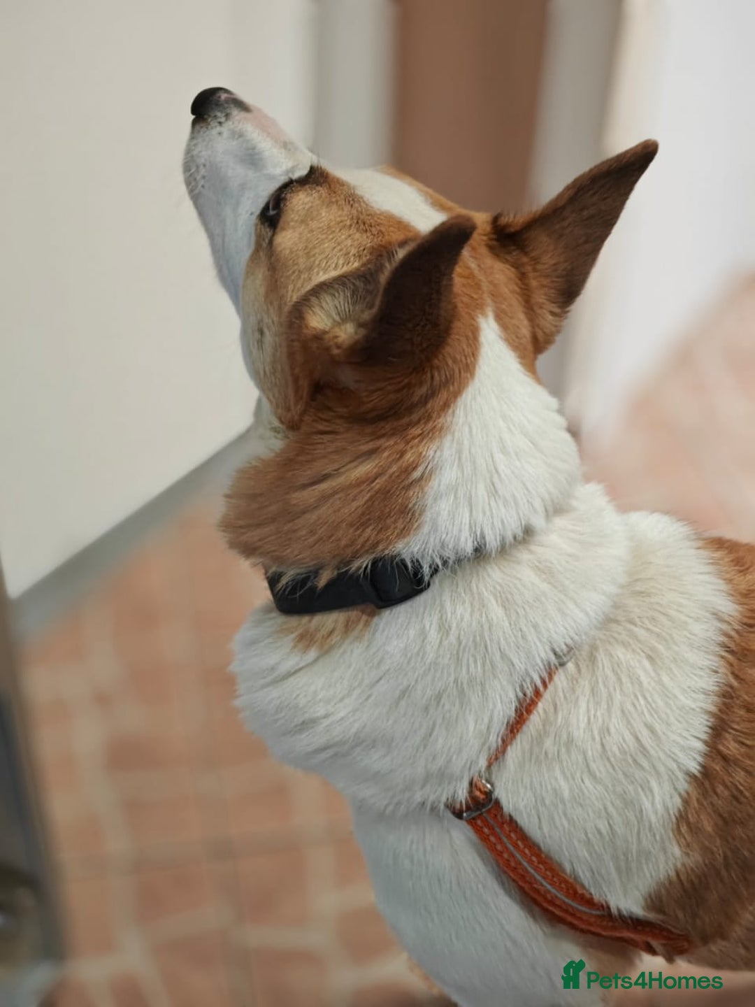 Mixed Breed dogs for adoption: ❤️Alaya❤️- Gentle 4 years old girl  - Advert 9