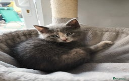 Mixed Breed cats for sale: Mix persian kittens - Image 9