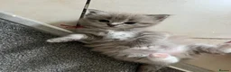 Ragdoll cats for sale: Registered Ragdoll Kittens for Sale - Advert 17