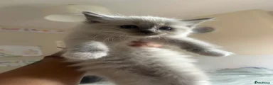 Ragdoll 4