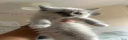 Ragdoll cats for sale: Blue and tortie mixed ragdoll litter  - Advert 6