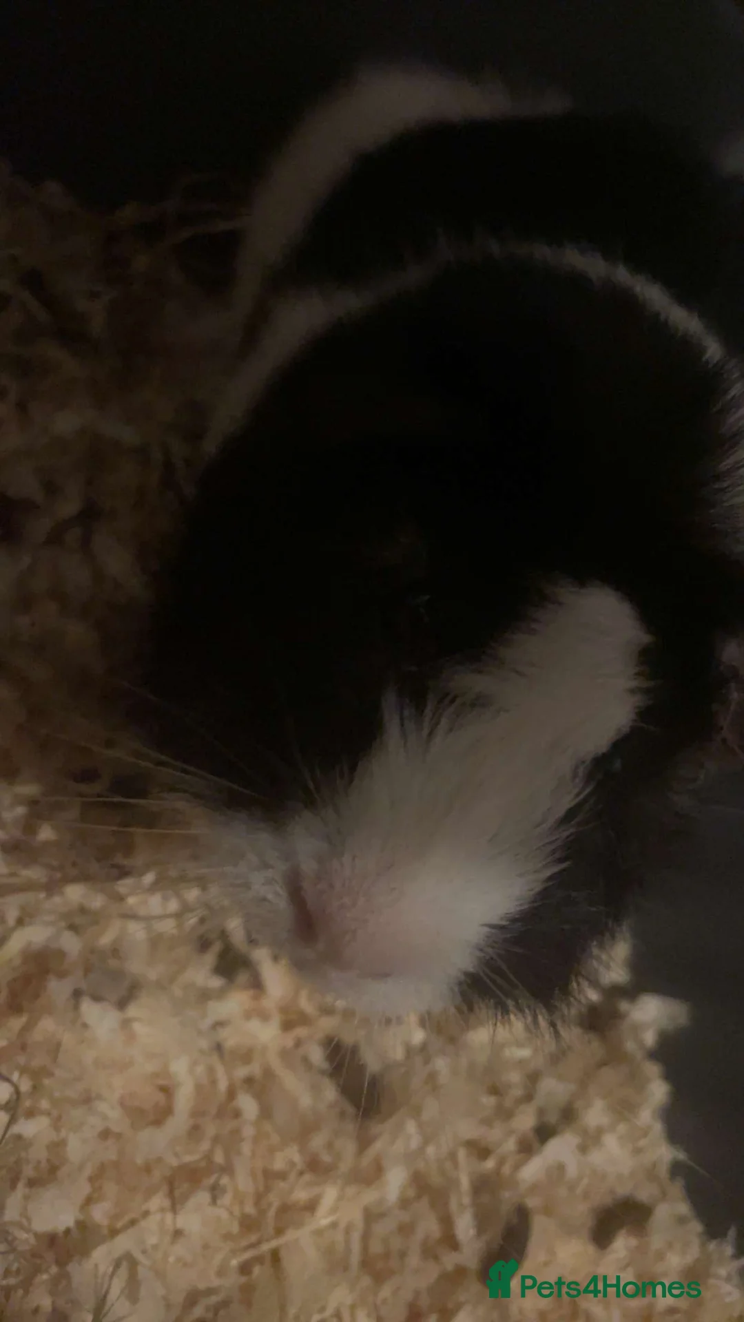 Guinea Pig rodents for sale: Guinea pig - Advert 2