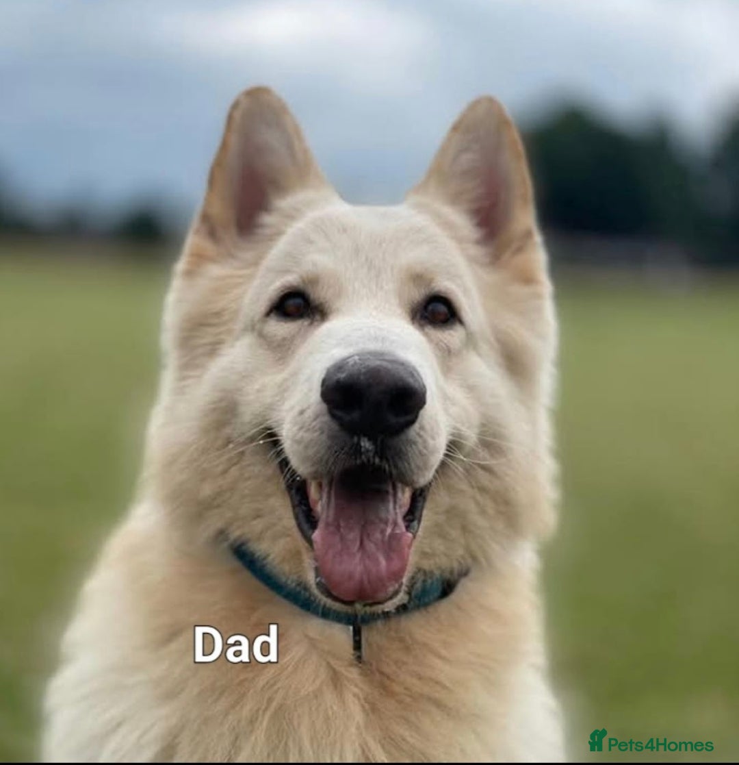 German Shepherd dogs for sale: German shepherd pups 🐶  - Image 9