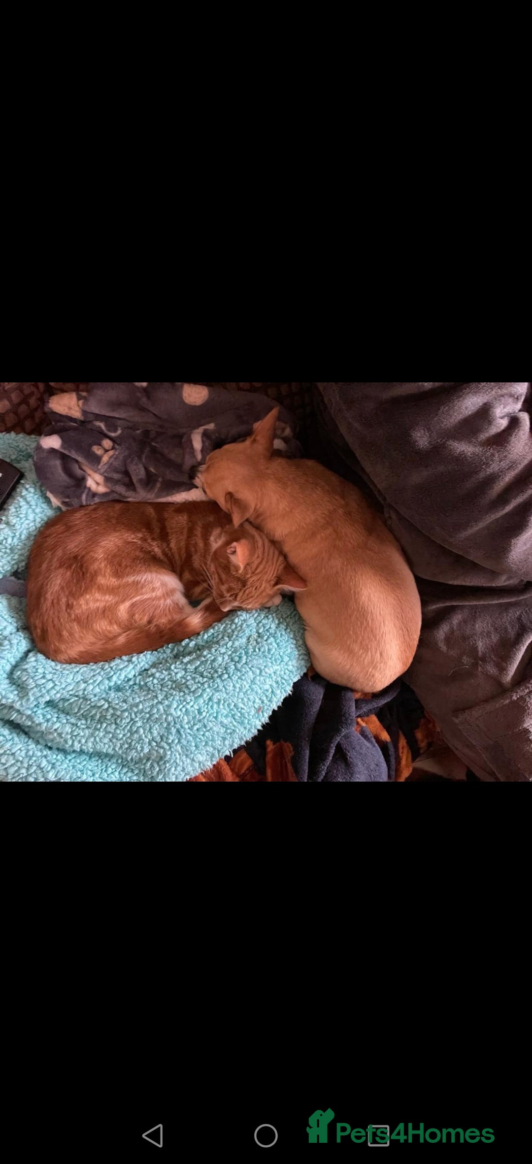 Mixed Breed cats for sale: Ginger neutered males for new home - Image 4