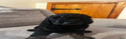 Toy Poodle dogs for sale: 1 little miniature poodle boy left  - Advert 2