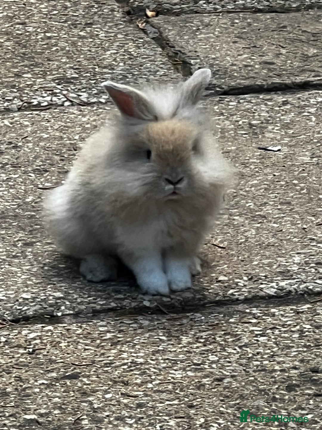 Lionhead rabbits for sale: Gorgeous Lionhead Rabbits Looking for Loving Homes - Image 3