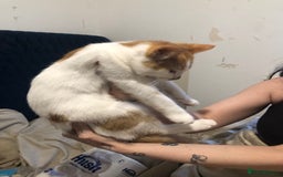 Mixed Breed cats for sale: Cat mixed breed  - Image 2