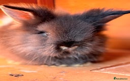 Lionhead rabbits for sale: Teddy Double & Single Lionhead Price starts at £35 - Image 3