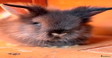 Lionhead rabbits - Advert 9