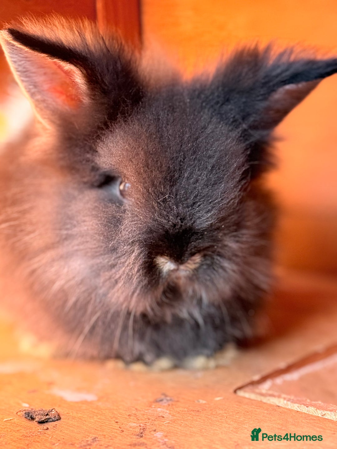 Lionhead rabbits for sale: Teddy Double & Single Lionhead Price starts at £35 - Image 3