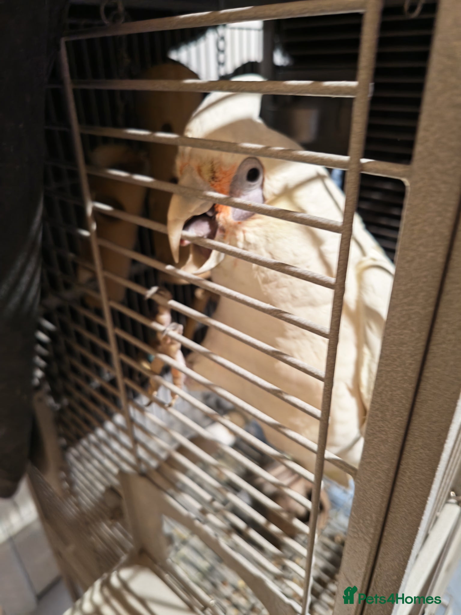 Cockatoo birds for sale: Long Billed Corella - Advert 2