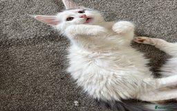 Maine Coon cats for sale: Purebred adorable Maine coon kittens - Image 8