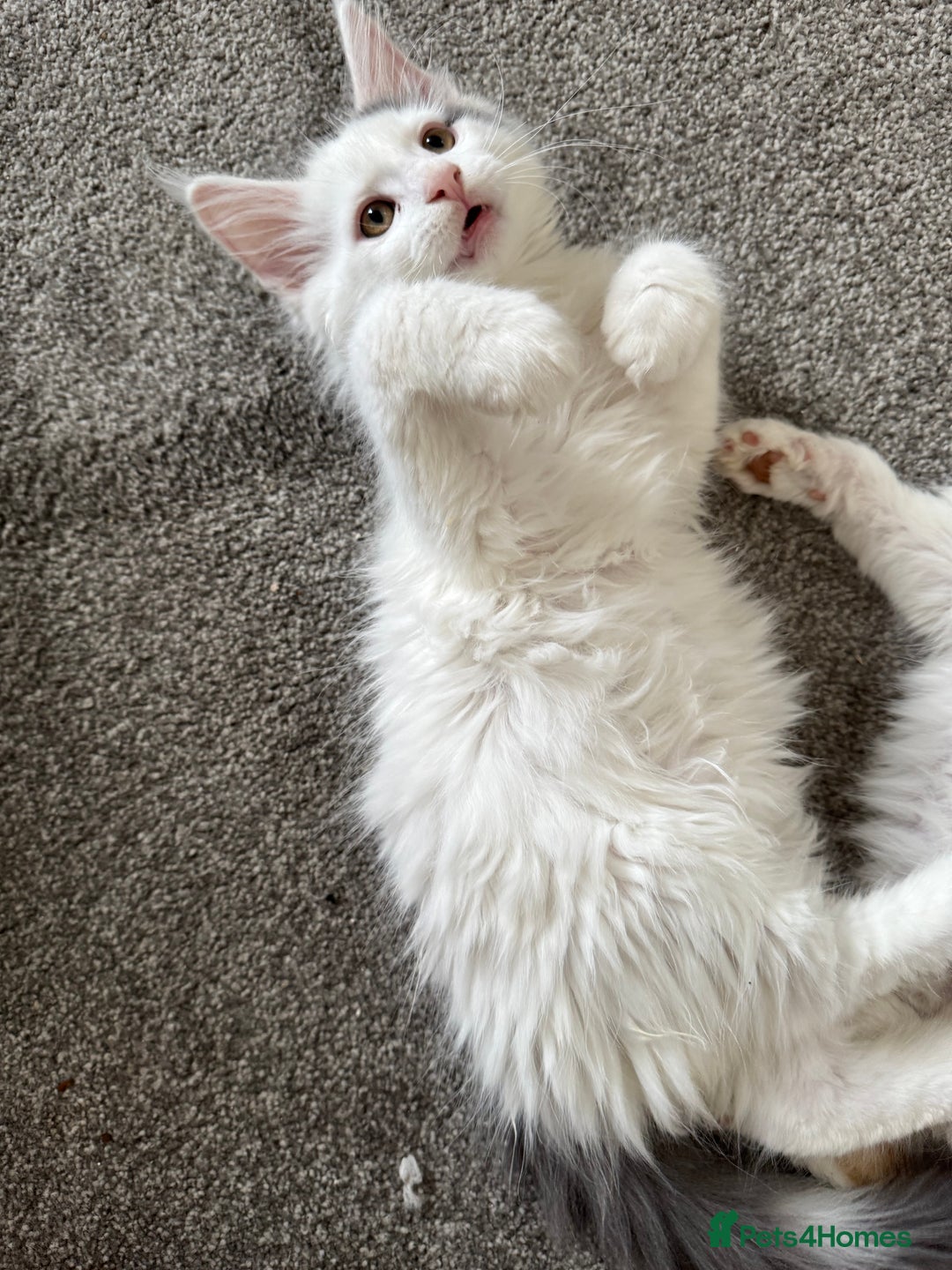Maine Coon cats for sale: Purebred adorable Maine coon kittens - Image 8