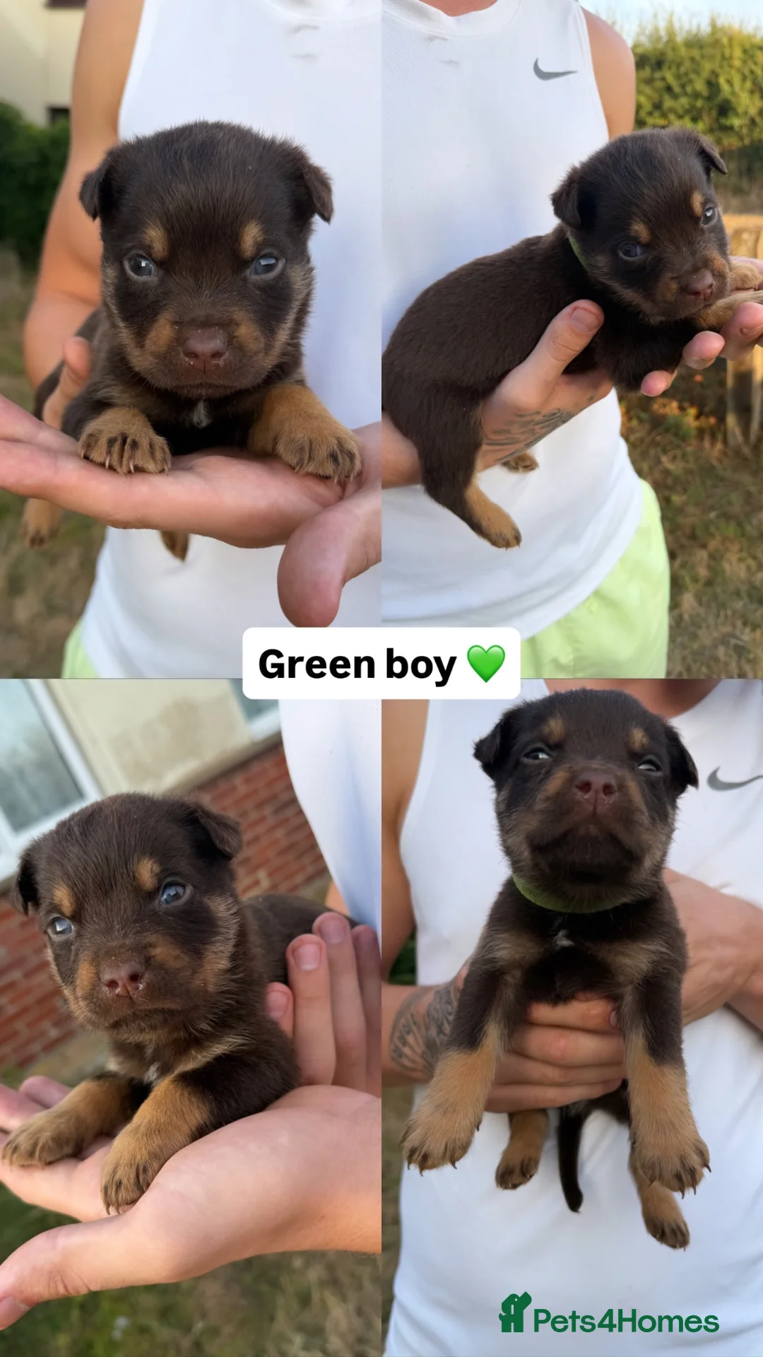 Mixed Breed dogs for sale: Rottweiler X Belgium Mali Puppies - Advert 9