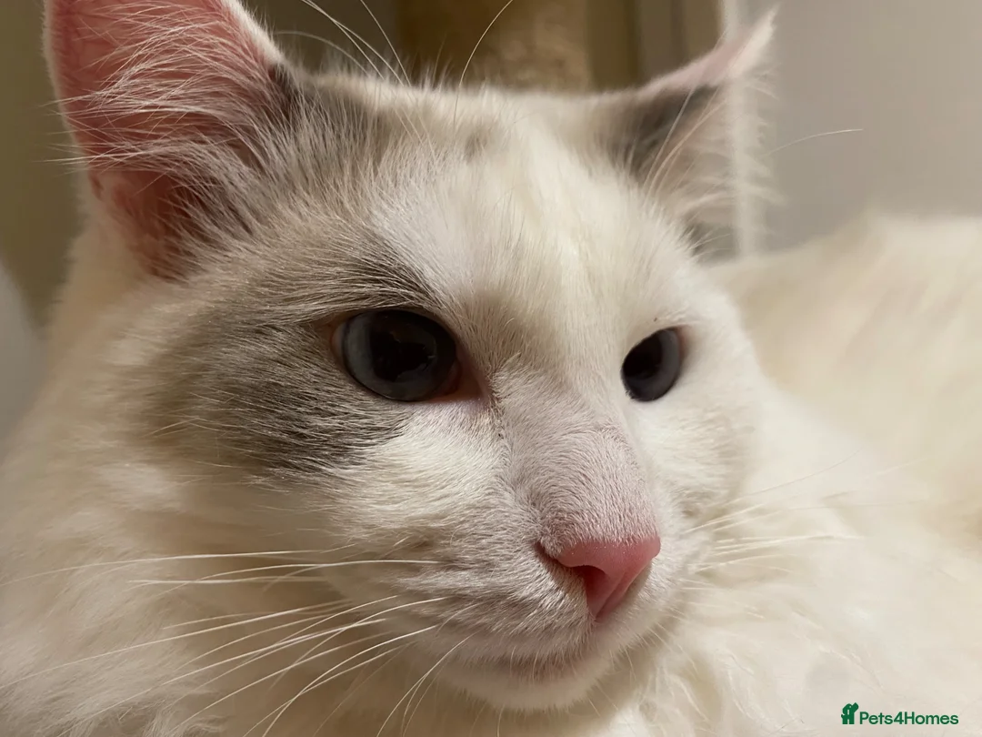 Ragdoll cats for sale: Stunning Ragdoll Male for Sale in Windsor - Advert 2