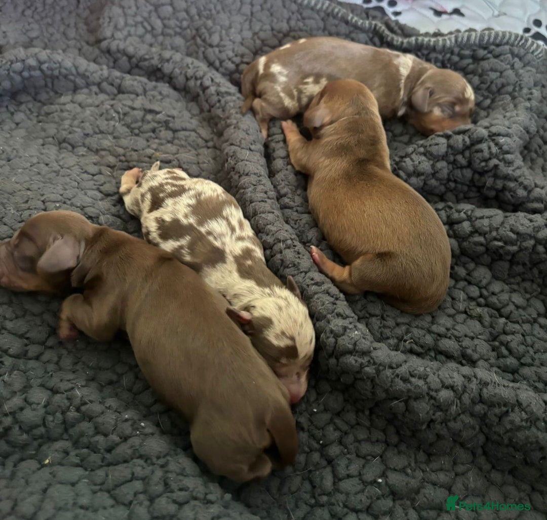 Miniature Dachshund dogs for stud: SOLID CHOCOLATE MINIATURE TINY DACHSHUND FOR STUD  - Advert 8