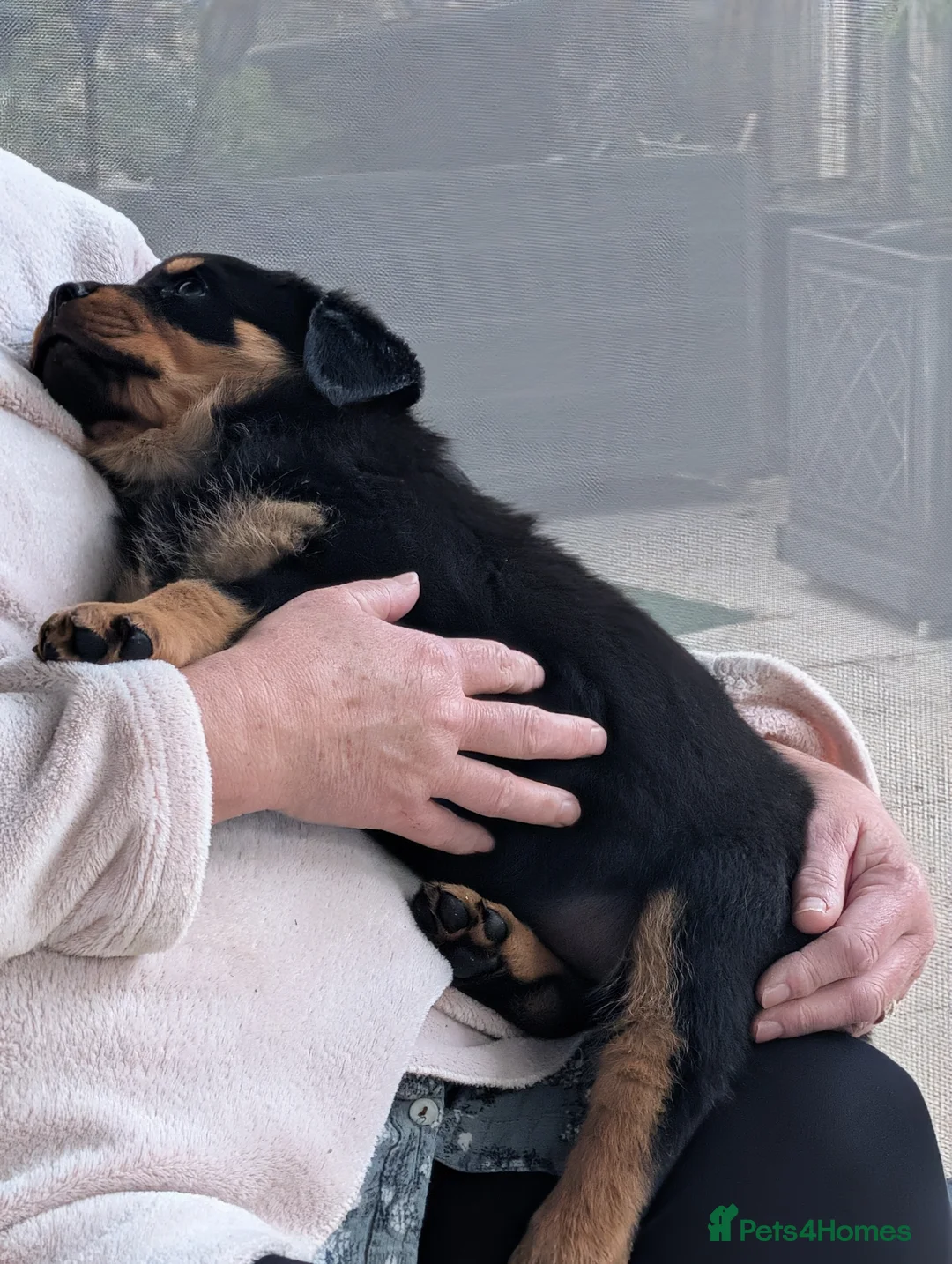 Rottweiler dogs for sale: !!! 1 BOY LEFT !!!  - Advert 2