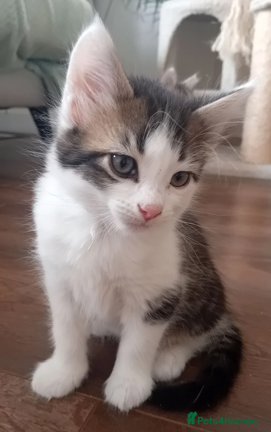 Mixed Breed cats for sale: Three kittens - Advert 8