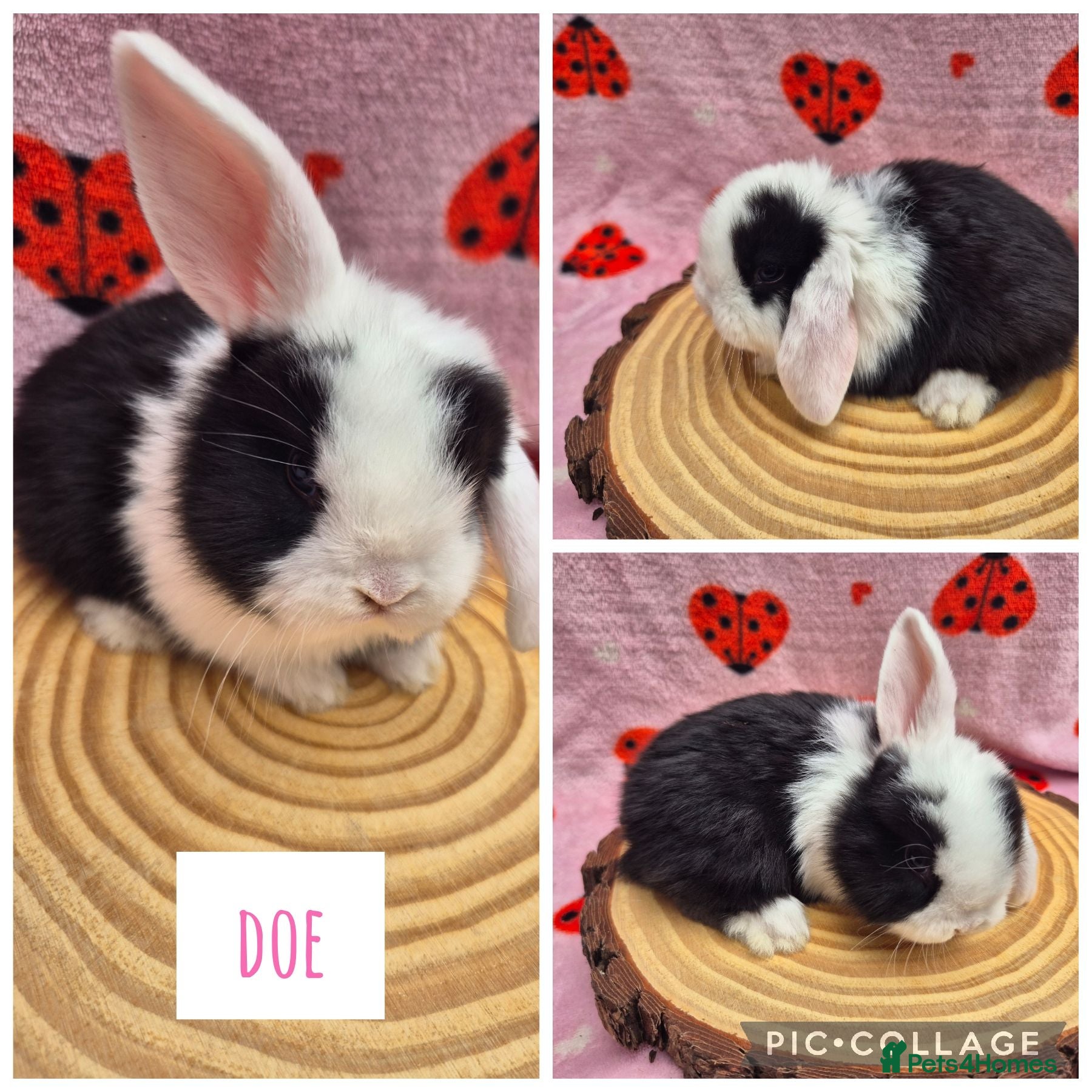 Mini Lop rabbits 🐇 READY TO RESERVE ❤️  - Advert 3