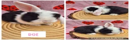 Mini Lop rabbits for sale: 🐇 READY TO RESERVE ❤️  - Advert 4