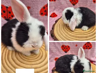 Mini Lop rabbits 🐇 READY TO RESERVE ❤️ - Advert 3