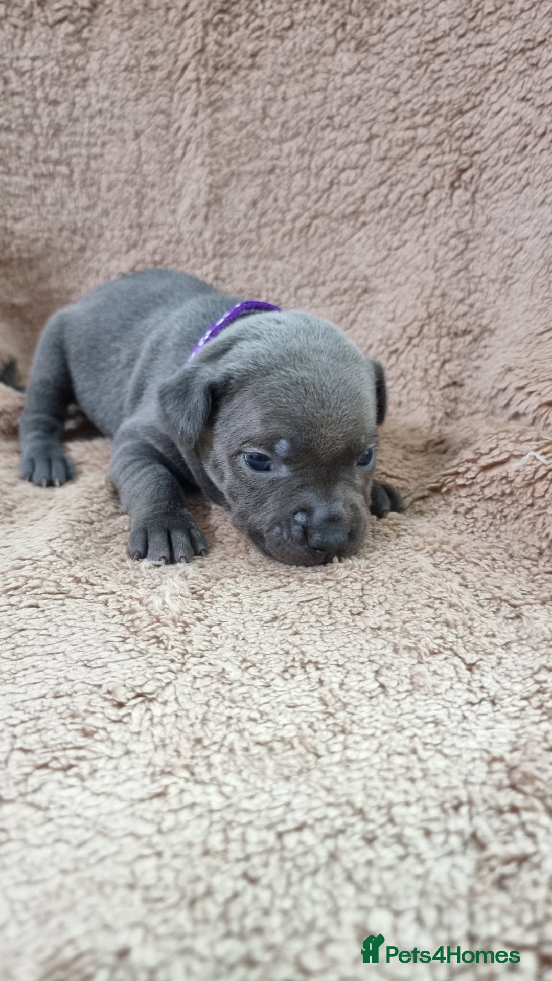 Staffordshire Bull Terrier dogs for sale: Dewellsblue - Advert 18