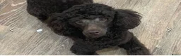 Cockapoo dogs for sale: Cockapoo puppies  - Advert 5