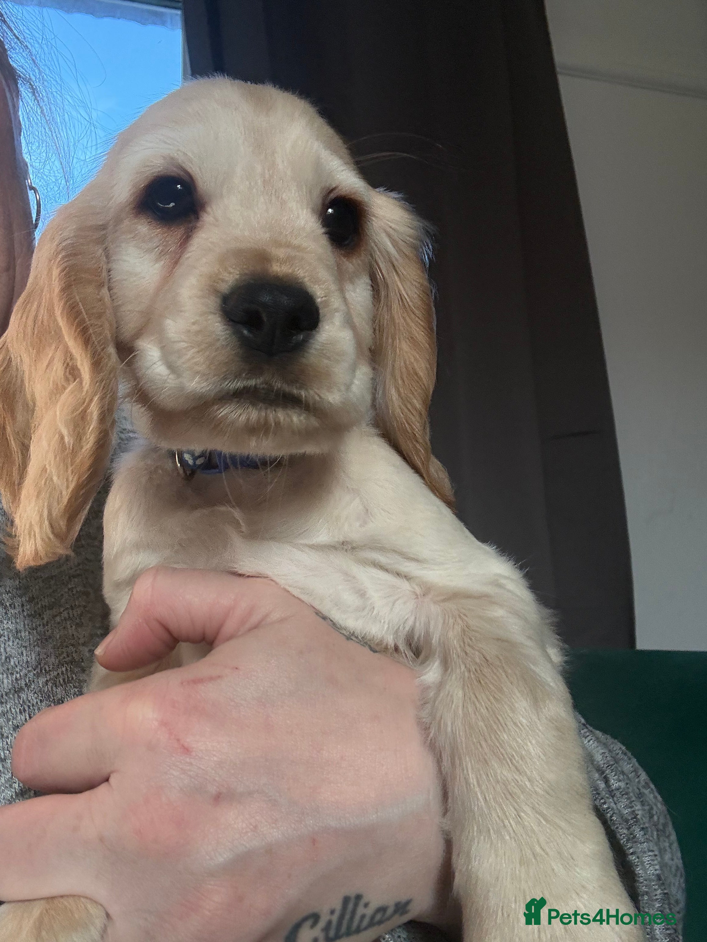 Cocker Spaniel dogs Stunning Cocker Spaniel pups - Advert 3