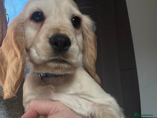 Cocker Spaniel dogs Stunning Cocker Spaniel pups - Advert 2