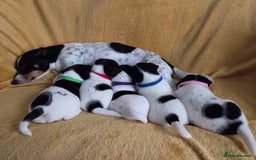 Jack Russell dogs for sale: Tricolour short legs Jack Russell  - Image 1