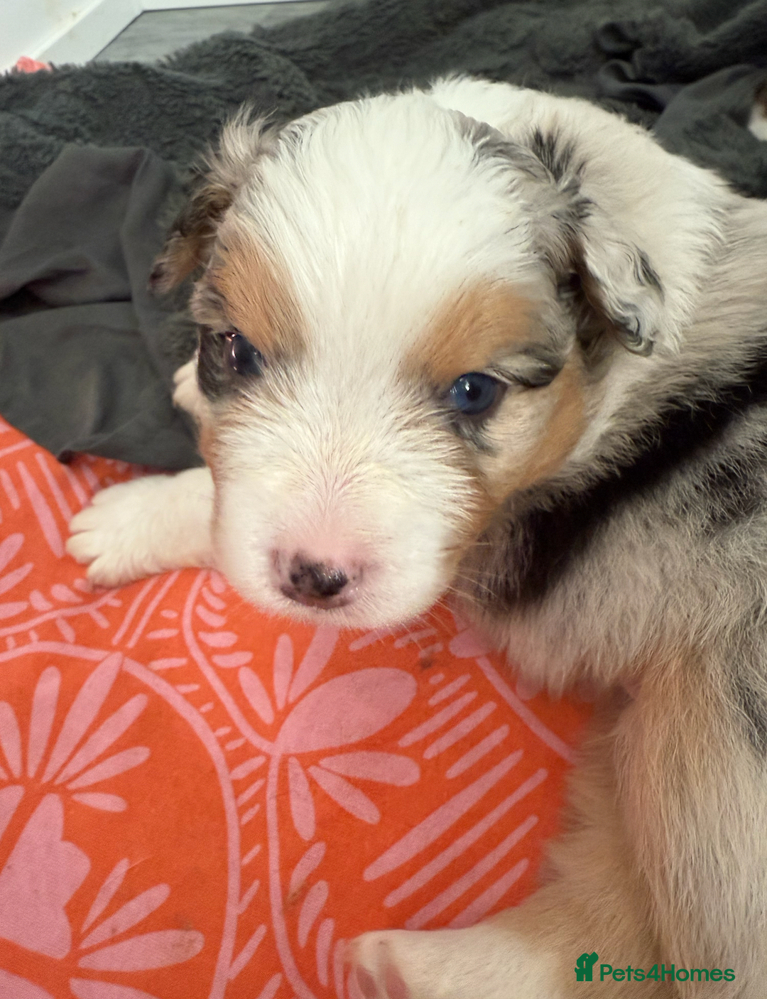 Australian Shepherd dogs for sale: Beautiful Australian Shepherd Puppies, 4 week old. - Image 2