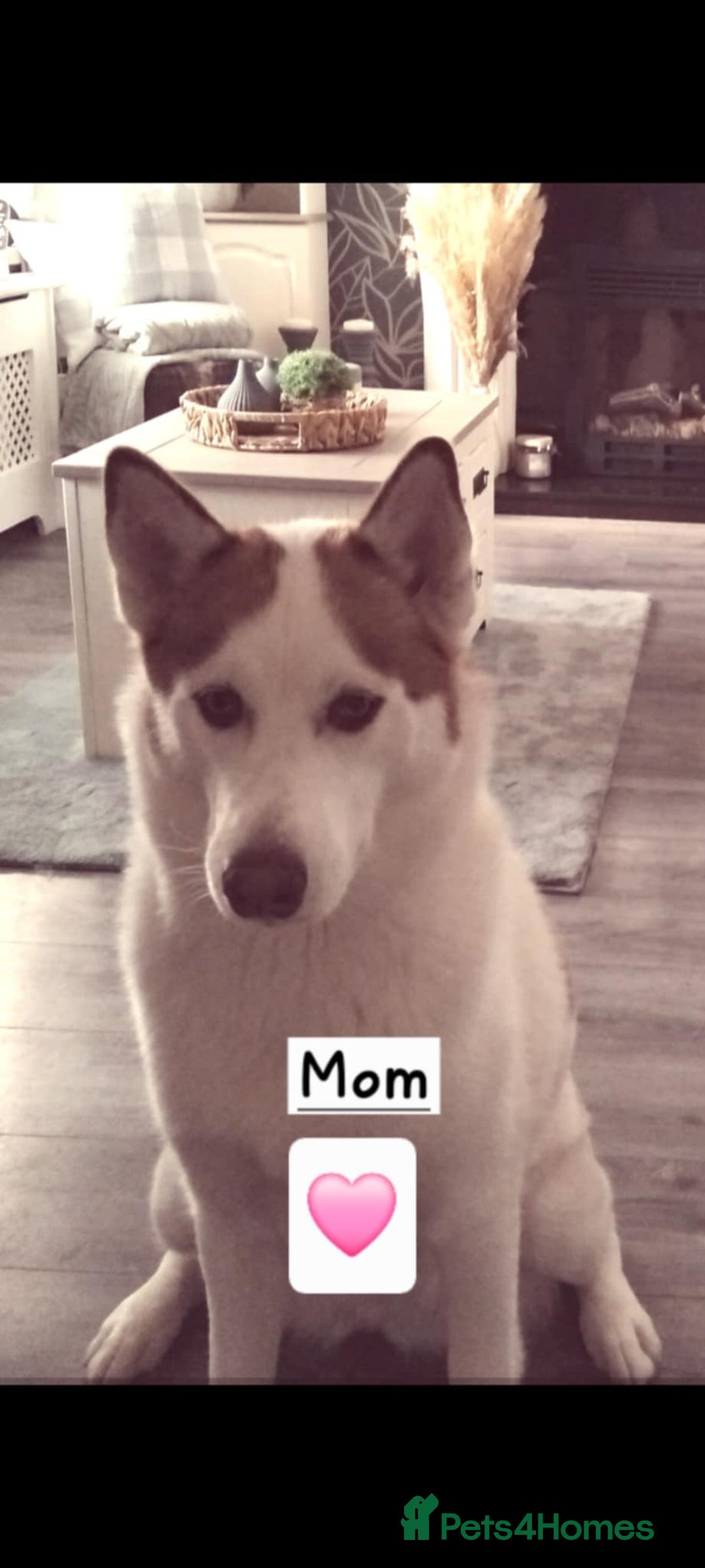 Siberian Husky dogs for sale: Siberian Husky puppies - Advert 13