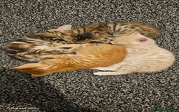 Mixed Breed cats for sale: 5 Bengal x Kittens–Glitter Coats,Beautiful Colours - Advert 18