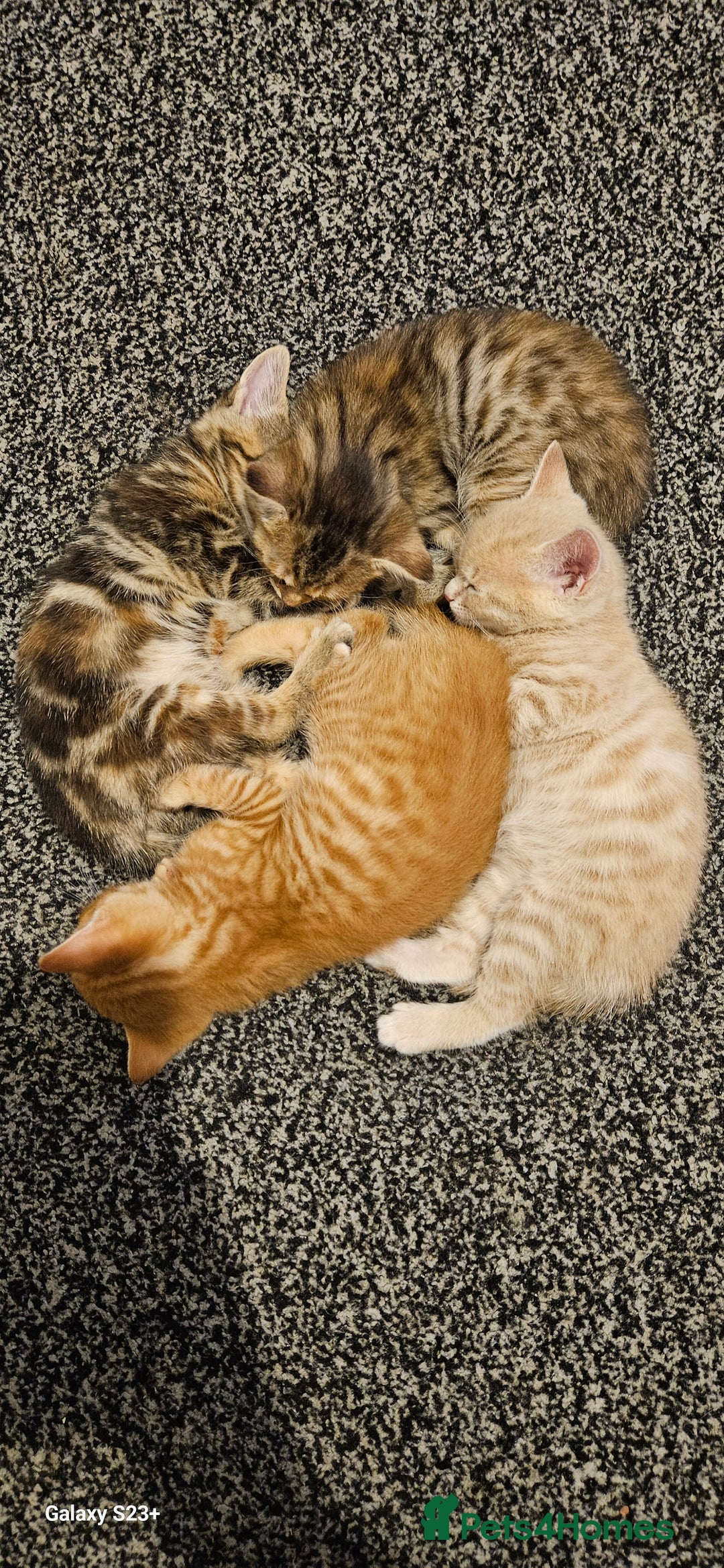 Mixed Breed cats for sale: 5 Bengal x Kittens–Glitter Coats,Beautiful Colours - Advert 18