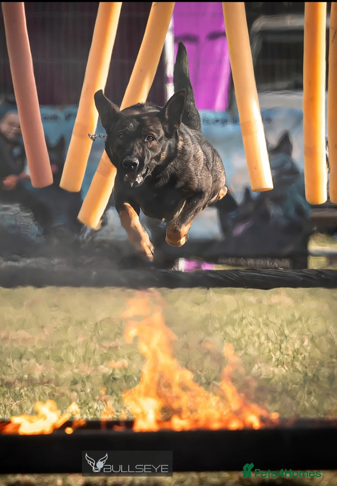 Belgian Shepherd Dog dogs for sale: Exclusive bloodlines  - Advert 32