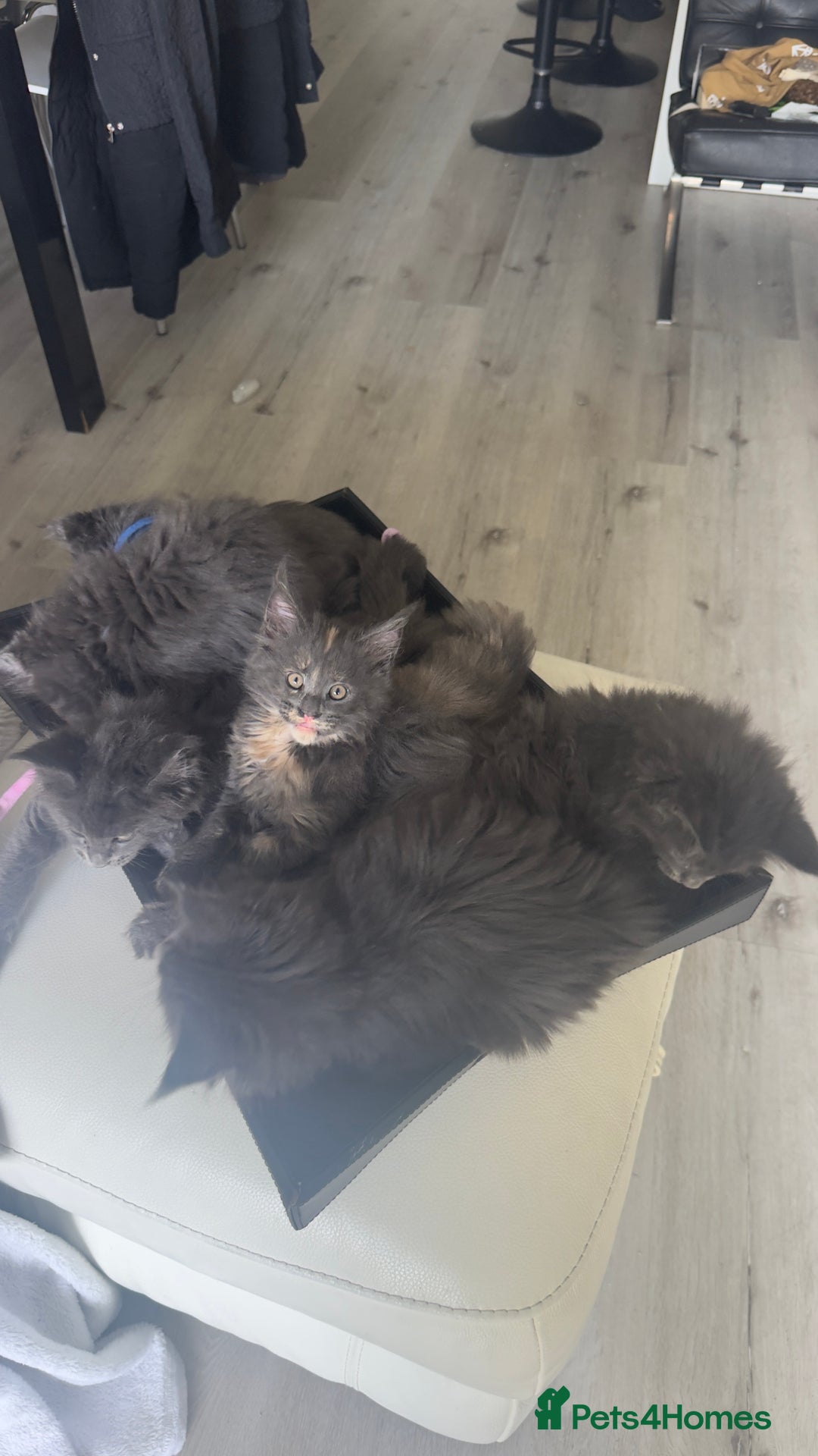 Maine Coon cats for sale:  Gccf registered Main Coon Kittens  - Image 9