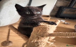 Maine Coon cats for sale: Beautiful big Maine coon x BSH kittens - Image 2