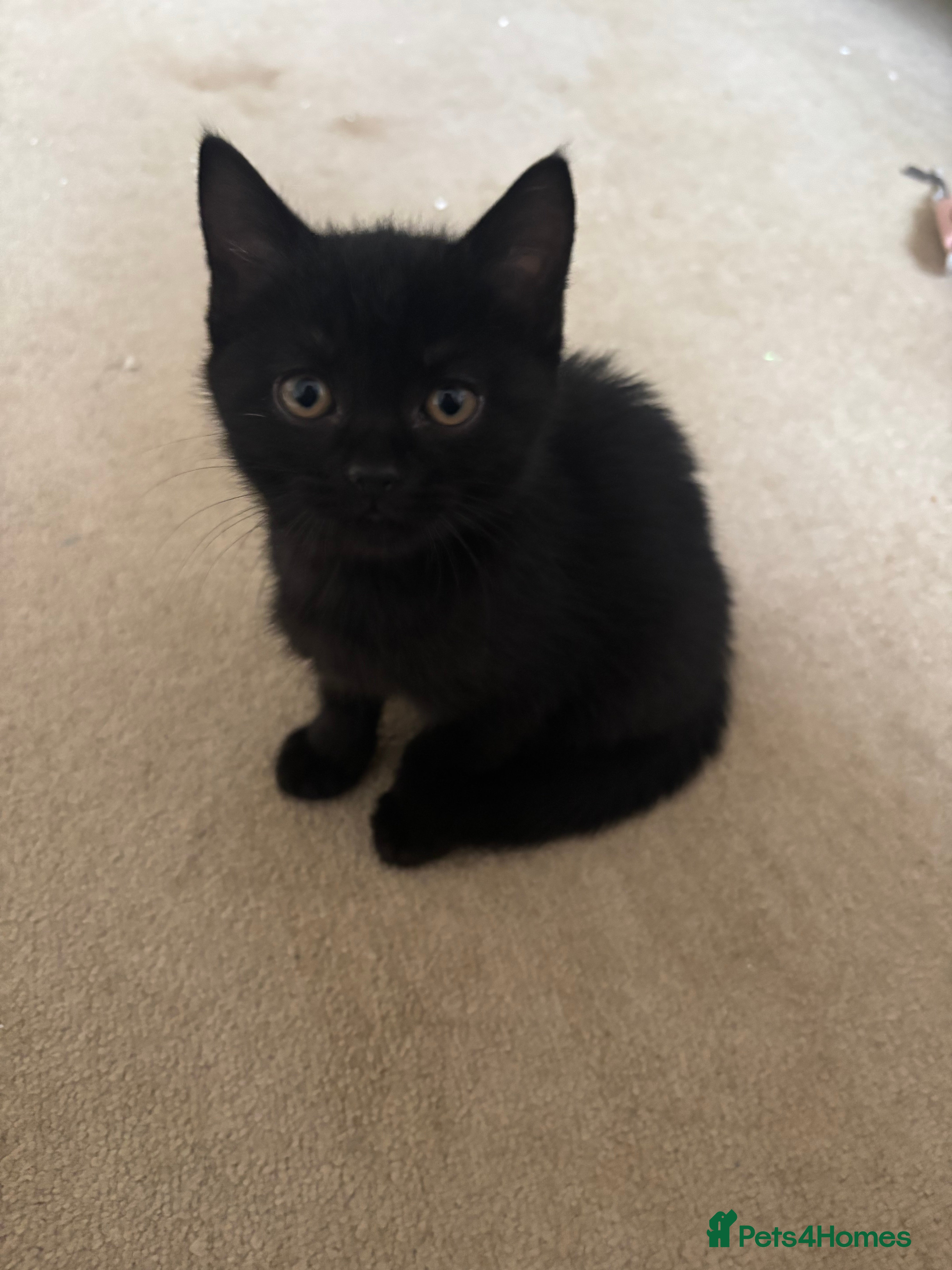 Mixed Breed cats 5 kittens black and black and white half BSH  - Advert 2