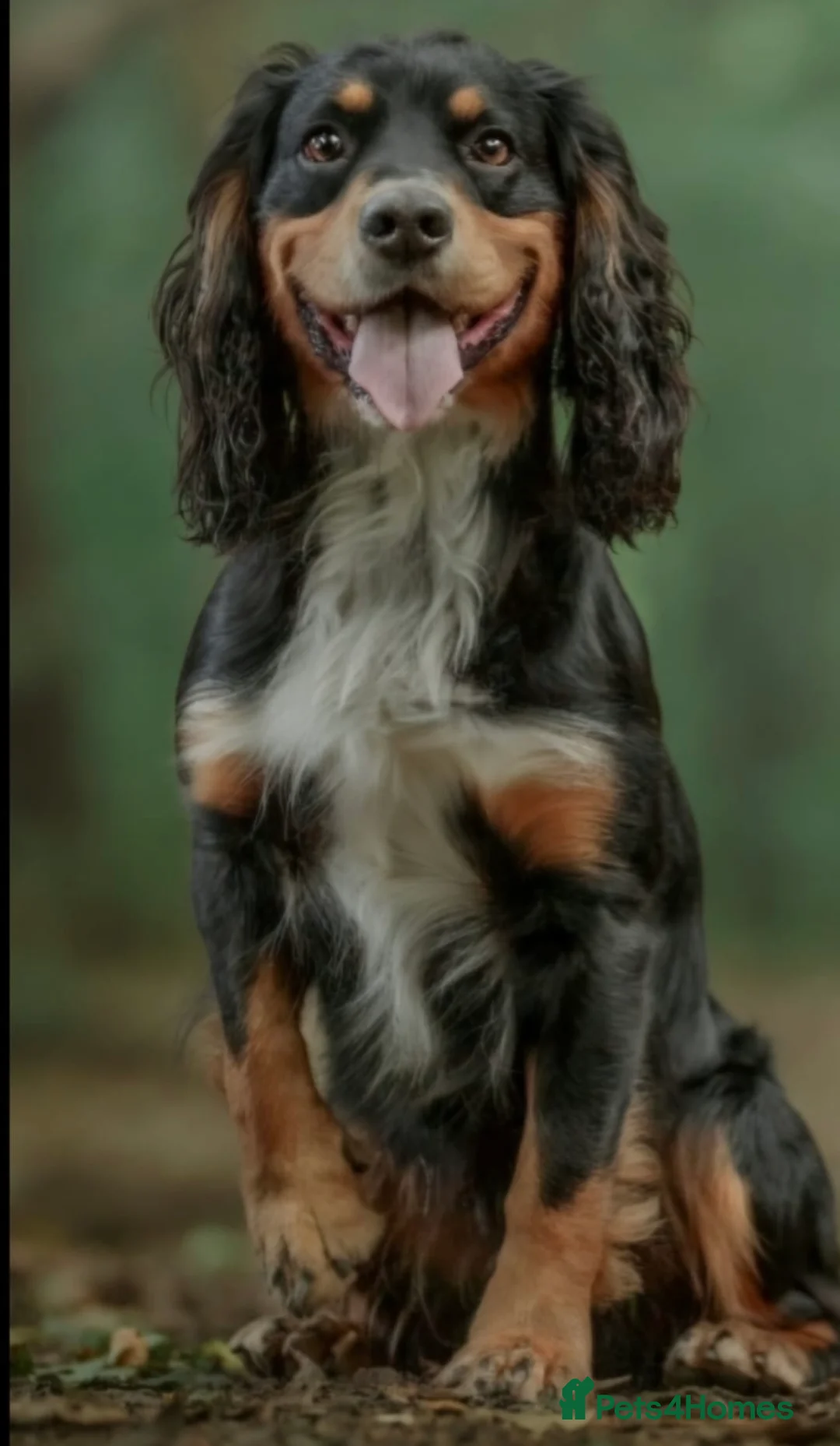 Cocker Spaniel dogs for sale: KC reg working cocker spaniels  - Advert 11