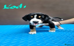 Entlebucher Mountain Dog dogs for sale: Entlebucher Mountain Dog - Image 3